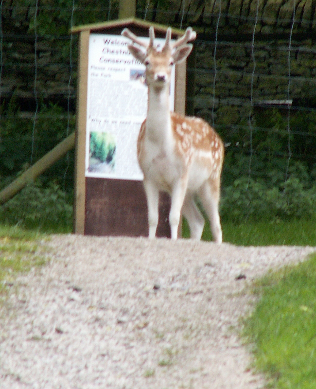 09 Fallow Deer.jpg